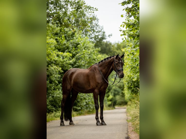 KWPN Wallach 13 Jahre 175 cm Dunkelbrauner in Geilenkirchen