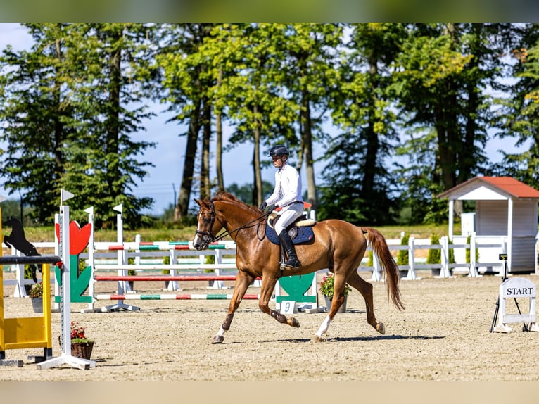KWPN Wallach 13 Jahre 175 cm Fuchs in Stękiny