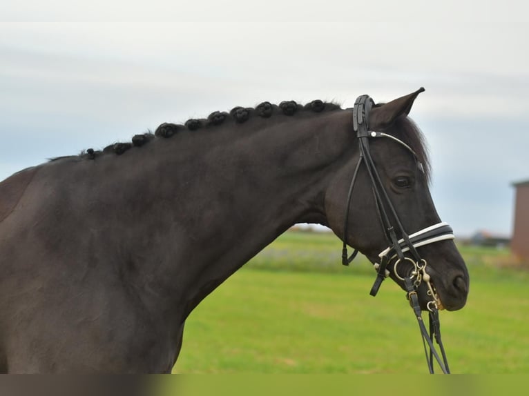 KWPN Wallach 13 Jahre 175 cm Schwarzbrauner in Geilenkirchen