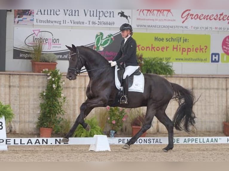 KWPN Wallach 13 Jahre 175 cm Schwarzbrauner in Geilenkirchen