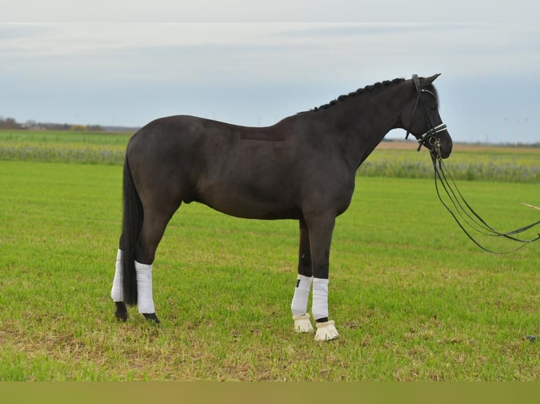 KWPN Wallach 13 Jahre 175 cm Schwarzbrauner in Geilenkirchen