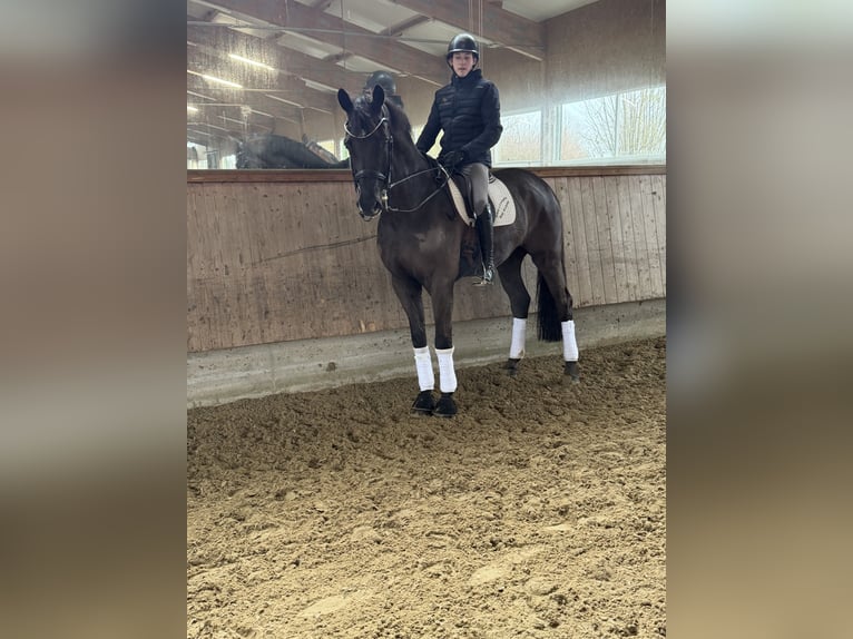 KWPN Wallach 13 Jahre 175 cm Schwarzbrauner in Geilenkirchen