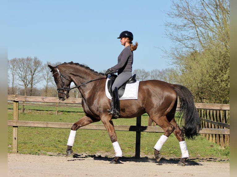 KWPN Wallach 13 Jahre 175 cm Schwarzbrauner in Geilenkirchen