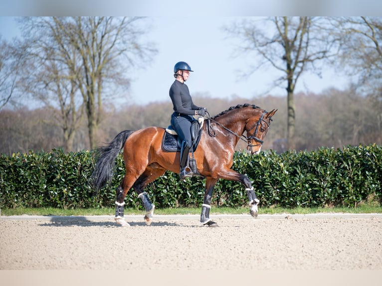 KWPN Wallach 13 Jahre 176 cm Brauner in Denekamp
