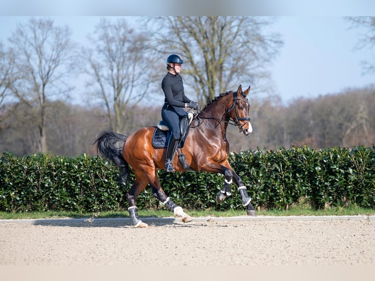 KWPN Wallach 13 Jahre 176 cm Brauner in Denekamp