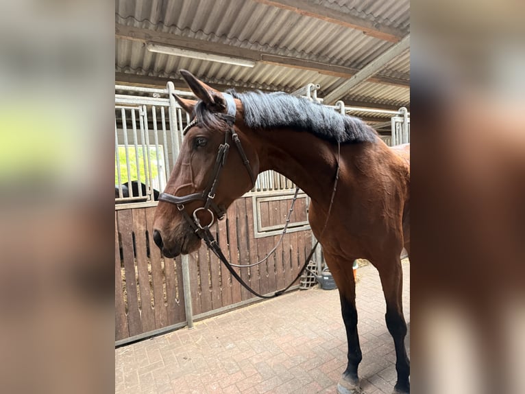 KWPN Wallach 13 Jahre 176 cm Brauner in Ribbesbüttelüttel