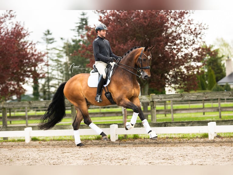 KWPN Wallach 13 Jahre 176 cm Dunkelbrauner in Boven-Leeuwen