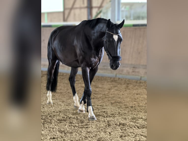 KWPN Wallach 13 Jahre 177 cm Dunkelbrauner in Niederzeuzheim