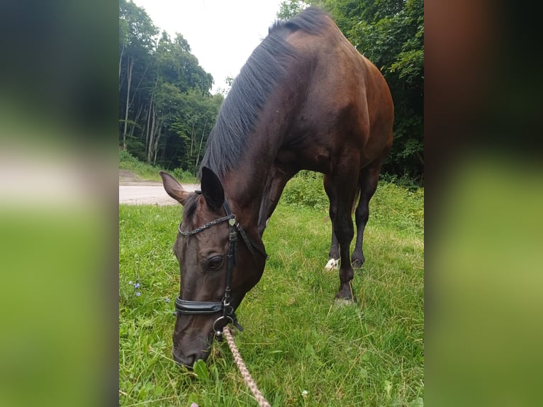 KWPN Wallach 13 Jahre 184 cm Schwarzbrauner in Sittendorf