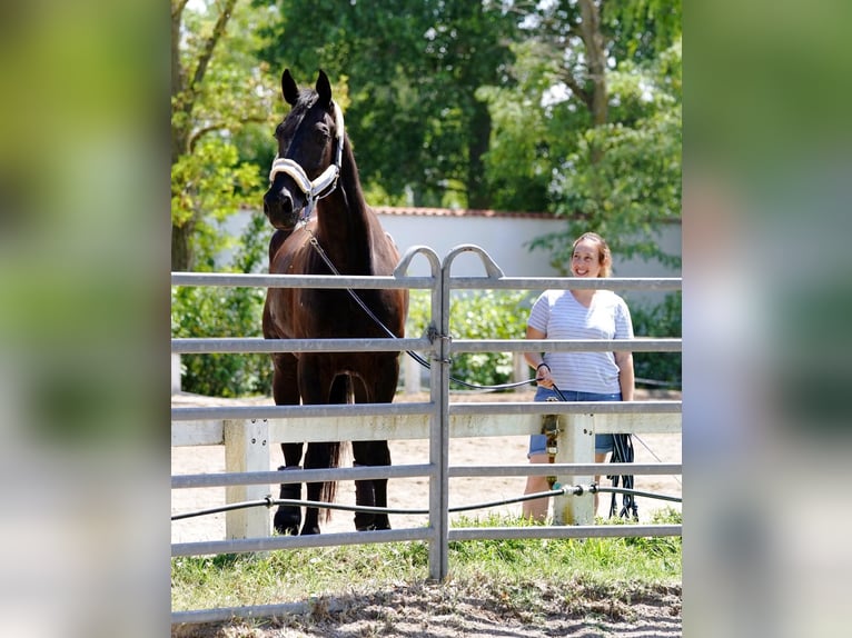 KWPN Wallach 13 Jahre 184 cm Schwarzbrauner in Sittendorf