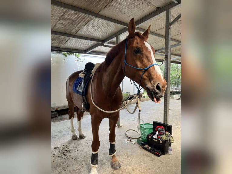 KWPN Wallach 13 Jahre 185 cm Dunkelfuchs in Modena