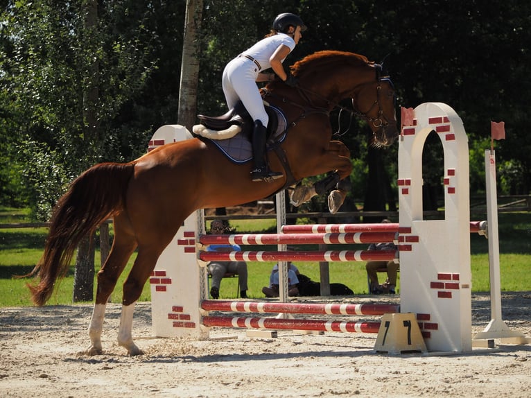 KWPN Wallach 13 Jahre 185 cm Dunkelfuchs in Modena