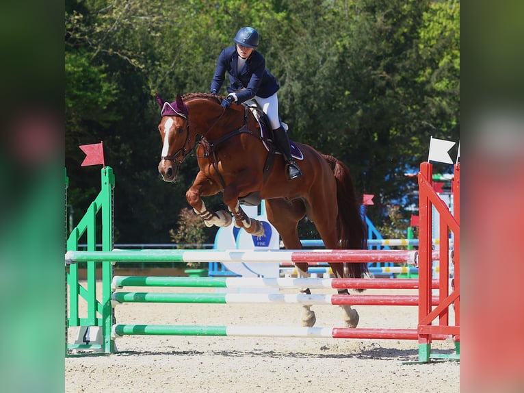 KWPN Wallach 13 Jahre 185 cm Dunkelfuchs in Modena