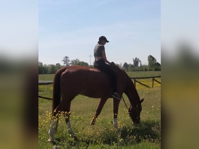 KWPN Wallach 13 Jahre 185 cm Dunkelfuchs in Modena
