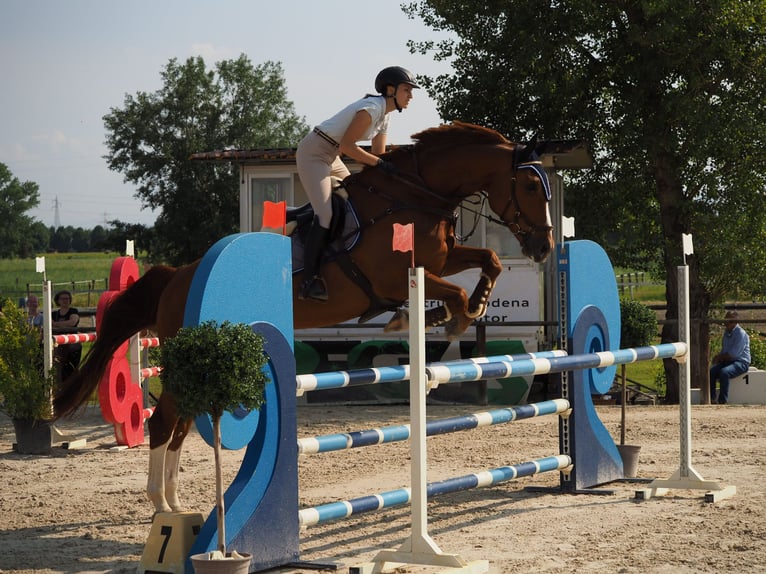 KWPN Wallach 13 Jahre 185 cm Dunkelfuchs in Modena