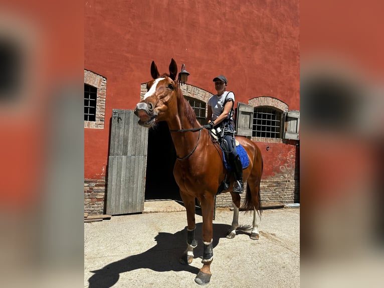 KWPN Wallach 13 Jahre 185 cm Dunkelfuchs in Modena