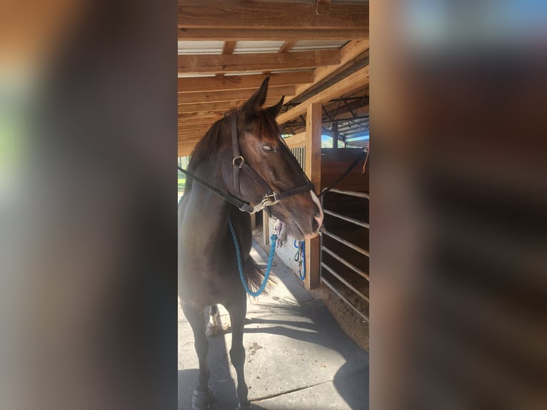 KWPN Wallach 14 Jahre 152 cm Rappe in Bloomingdale