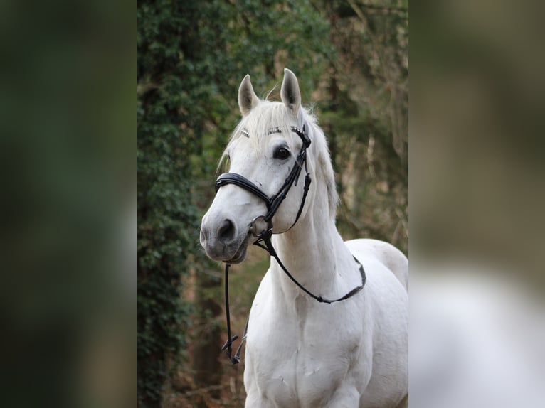 KWPN Wallach 14 Jahre 156 cm Schimmel in Birkenau