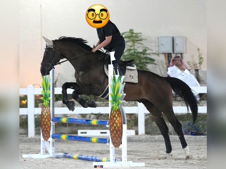 KWPN Mix Wallach 14 Jahre 160 cm Dunkelbrauner in riyadh