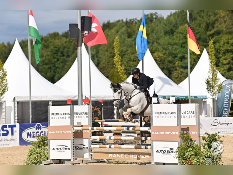 KWPN Wallach 14 Jahre 164 cm Schimmel in Dinkelsbühl
