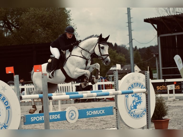 KWPN Wallach 14 Jahre 164 cm Schimmel in Dinkelsbühl