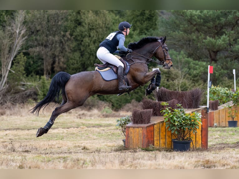KWPN Wallach 14 Jahre 165 cm Brauner in Purmerend