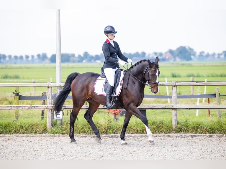 KWPN Wallach 14 Jahre 165 cm Brauner in Purmerend