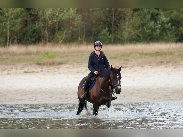 KWPN Wallach 14 Jahre 165 cm Dunkelbrauner in Perl