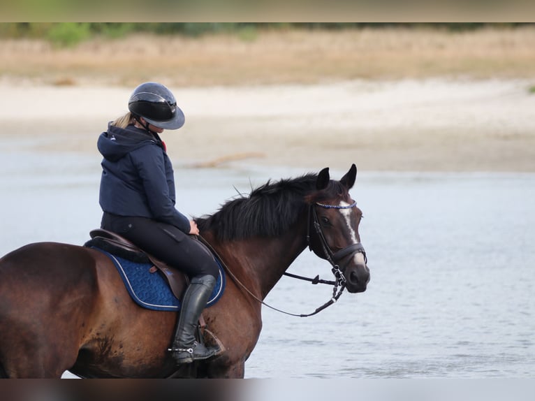 KWPN Wallach 14 Jahre 165 cm Dunkelbrauner in Perl