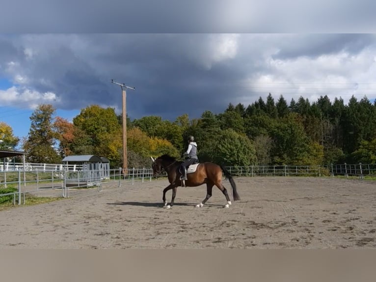 KWPN Wallach 14 Jahre 166 cm Dunkelbrauner in Boppard