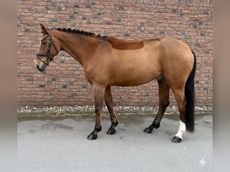 KWPN Wallach 14 Jahre 167 cm Brauner in Niederkassel