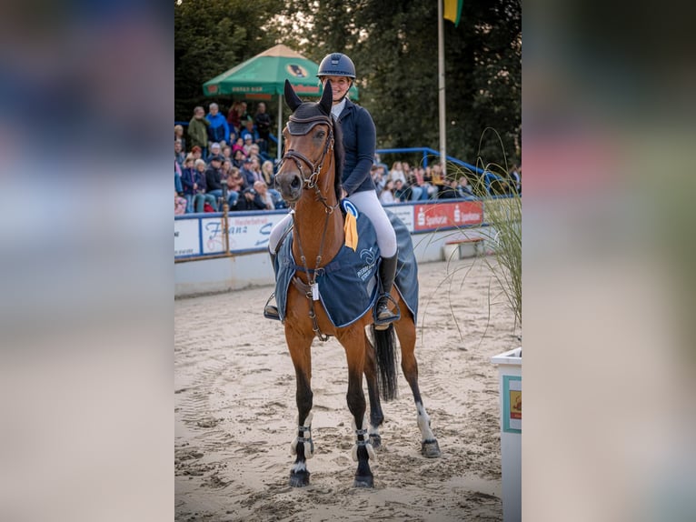 KWPN Wallach 14 Jahre 167 cm Brauner in Kevelaer