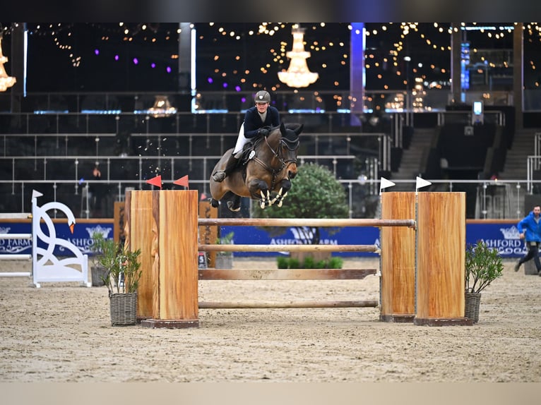 KWPN Wallach 14 Jahre 167 cm Brauner in Kevelaer