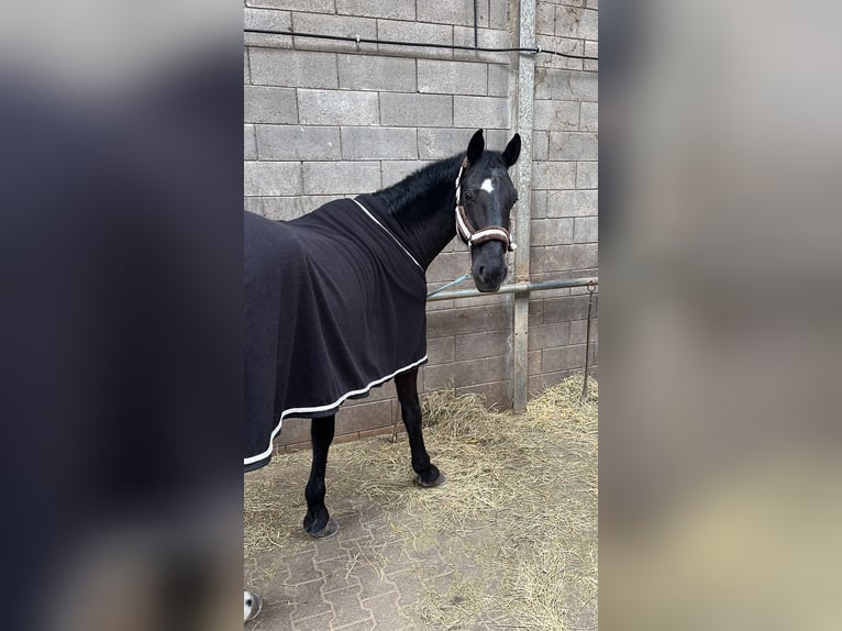 KWPN Wallach 14 Jahre 167 cm Schwarzbrauner in Stadecken-Elsheim