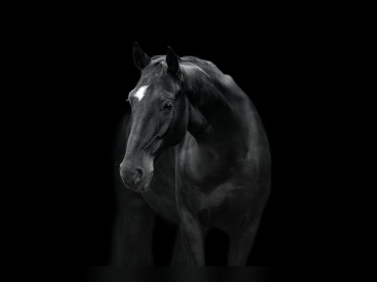 KWPN Wallach 14 Jahre 167 cm Schwarzbrauner in Stadecken-Elsheim