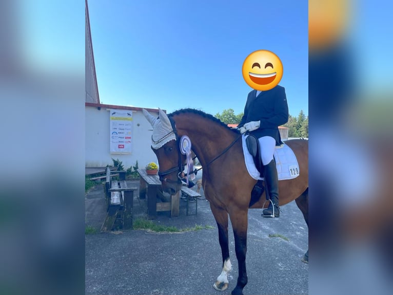 KWPN Wallach 14 Jahre 168 cm Brauner in Deißlingen