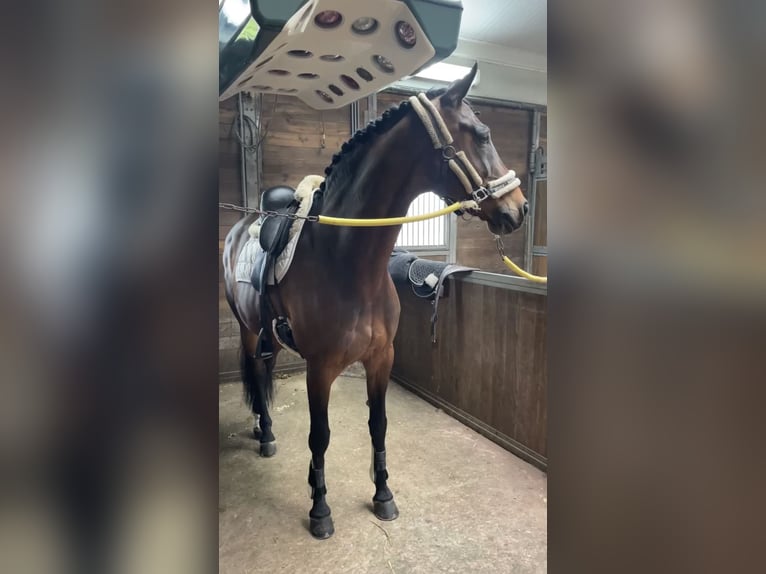 KWPN Wallach 14 Jahre 168 cm Brauner in Wergea
