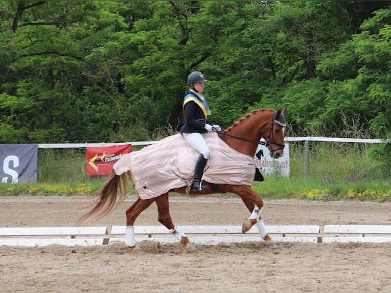 KWPN Wallach 14 Jahre 168 cm Fuchs in Leithaprodersdorf