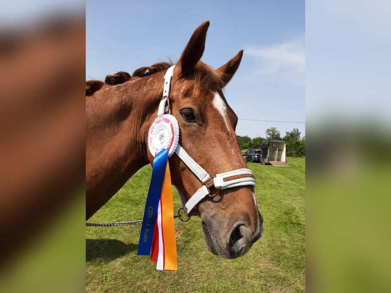 KWPN Wallach 14 Jahre 168 cm Fuchs in Leithaprodersdorf