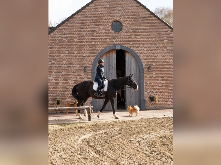 KWPN Wallach 14 Jahre 168 cm Rappe in Maastricht