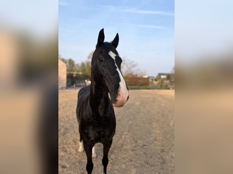 KWPN Wallach 14 Jahre 168 cm Rappe in Maastricht