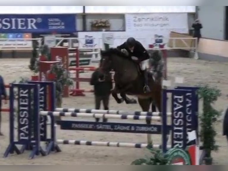 KWPN Wallach 14 Jahre 170 cm Brauner in Braunschweig