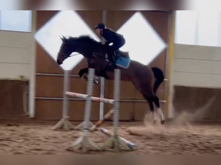 KWPN Wallach 14 Jahre 170 cm Brauner in Braunschweig