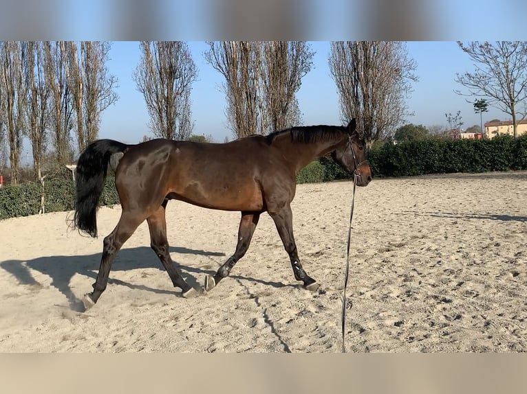 KWPN Mix Wallach 14 Jahre 170 cm Dunkelbrauner in Modena