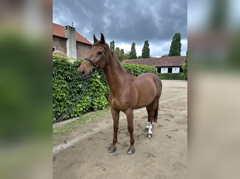 KWPN Wallach 14 Jahre 170 cm Fuchs in Hanau