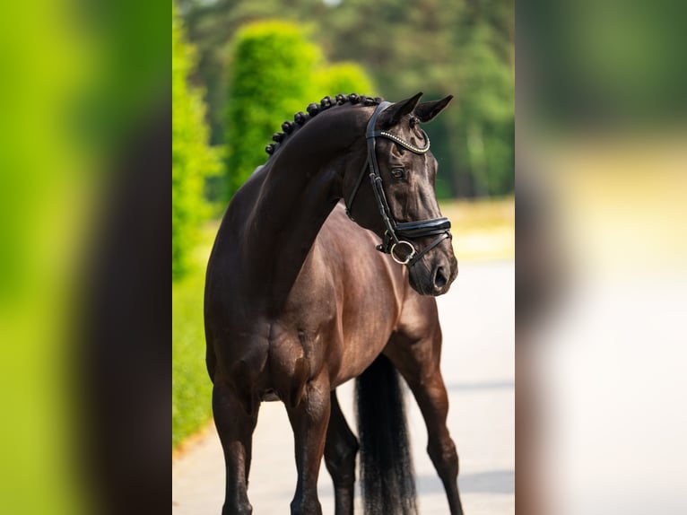 KWPN Wallach 14 Jahre 170 cm Rappe in Mol