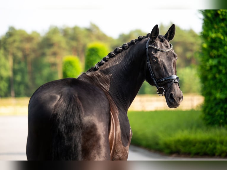 KWPN Wallach 14 Jahre 170 cm Rappe in Mol