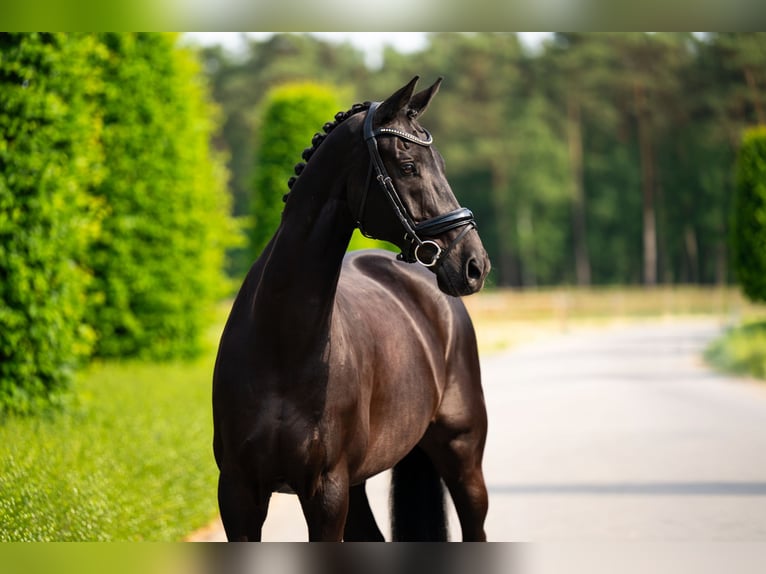 KWPN Wallach 14 Jahre 170 cm Rappe in Mol