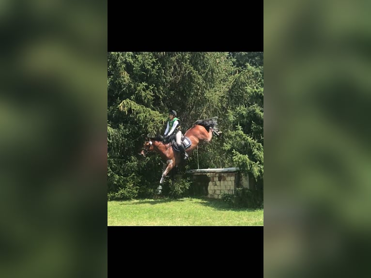 KWPN Wallach 14 Jahre 170 cm Rotbrauner in Ajka
