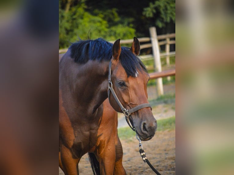 KWPN Wallach 14 Jahre 170 cm Rotbrauner in Ajka